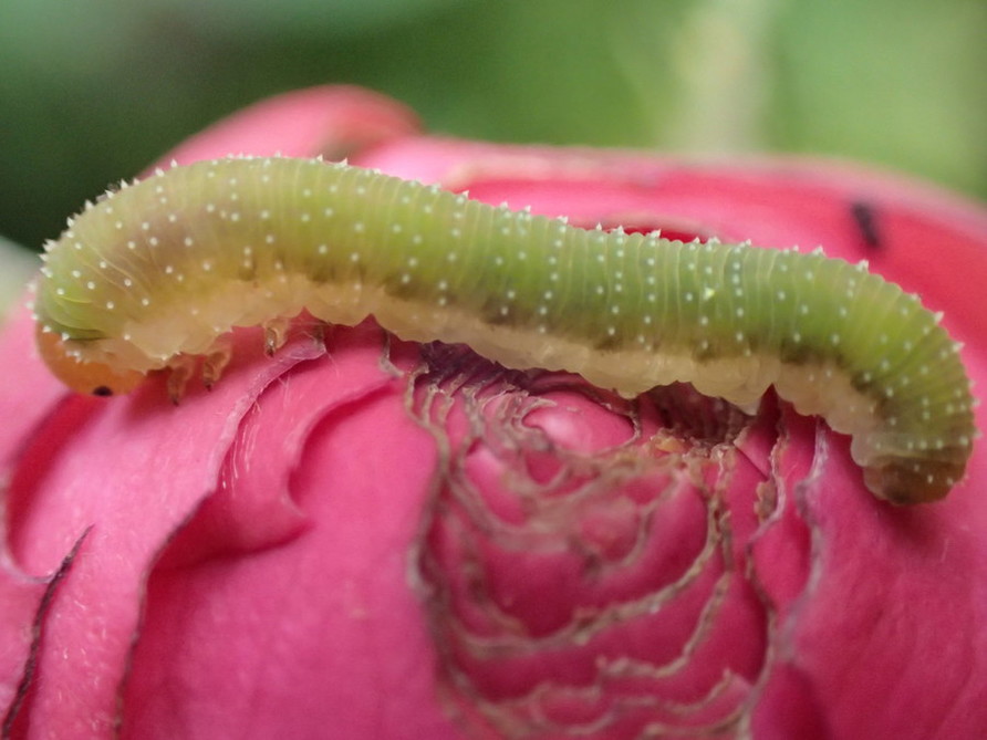 Welke vlinder hoort bij deze rups?